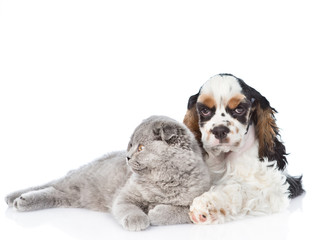 Cocker Spaniel puppy embracing young kitten. isolated on white 