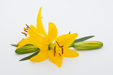 Lily flower with buds on a white background.