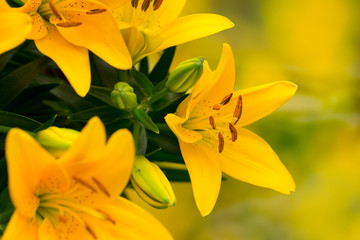 Fototapeta premium Lily yellow flower with buds on a gray background.