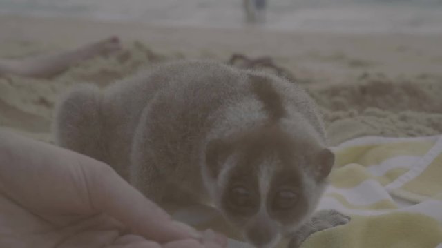 Slow loris sitting on the towel being feeded with grapes by woman's hand isolated on the beach..