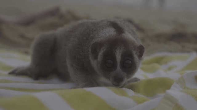Slow loris sitting on the towel and sticking out it’s tongue isolated on the beach.
