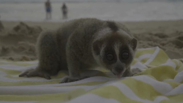 Slow loris sitting on the towel and sticking out it’s tongue isolated on the beach.