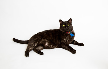Black Cat