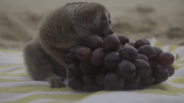 Slow loris monkey sitting on the towel with grapes isolated on the beach.
