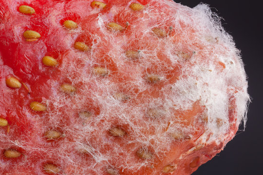 Strawberry covered by white mold through the microscope