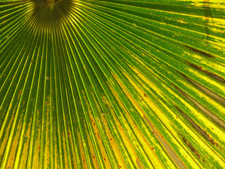 Obraz premium beautiful palm leaves of tree in sunlight
