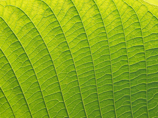 leaf texture