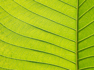leaf texture