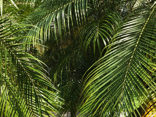 Naklejka na ściany i meble leaves green ( palm leaf )