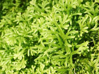 Wildenow's Spike Fern, Peacock Fern. (Selagiella willdenowii (Desv.ex Poir) Spring )