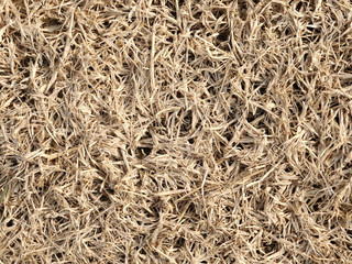 Dying Grass texture background