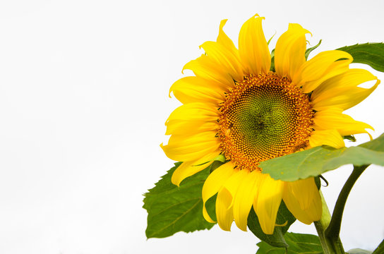 Close up of sunflower isolated on white background