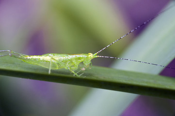 Insect of the Orthoptera order sighted in the Atlantic Forest