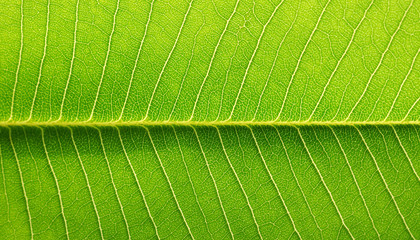 green leaf texture of the Plumeria tree