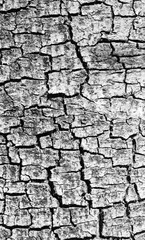 crack on gray tree bark texture