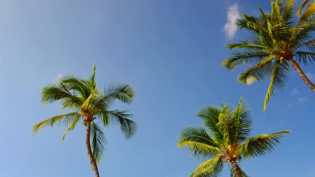 4K 3 Palm Trees in Front of Deep Blue Sky, Looking Up Point of View
