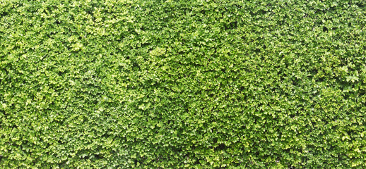 Green tree wall texture