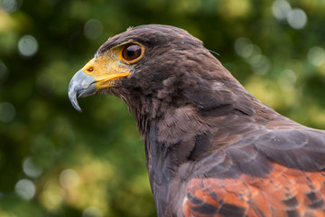 Harris's hawk (Parabuteo unicinctus), profile portrait of the raptor bird