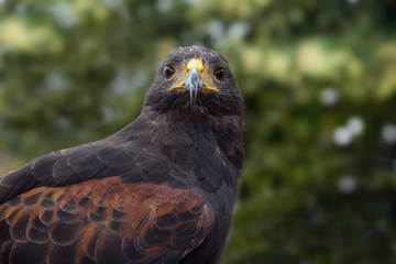 Harris's hawk (Parabuteo unicinctus), frontal portrait of the bird of pray