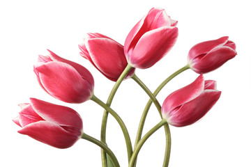 Fototapeta premium Tulips
