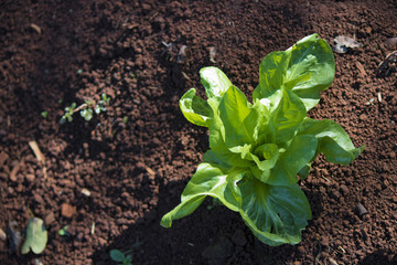 Agriculture. Growing plants. Plant seedling. Young endive plants growing on fertile soil with natural green and brown background