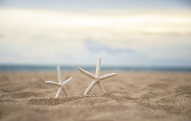 Fototapeta na wymiar Closeup starfish on the beach 
