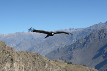Flying Andean condor in canyon Colca