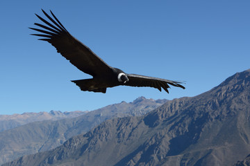 Naklejka premium Latający kondor andyjski w kanionie Colca