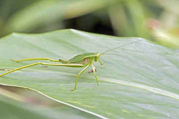 Insect of the Orthoptera order sighted in the Atlantic Forest
