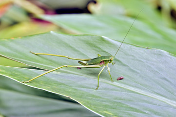Insect of the Orthoptera order sighted in the Atlantic Forest