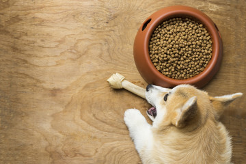 A corgi dog biting a dog bone besides a bowl of kibble food © tatomm