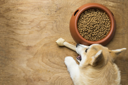 A Corgi Dog Biting A Dog Bone Besides A Bowl Of Kibble Food