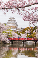Japan Himeji castle , White Heron Castle in beautiful sakura cherry blossom season © torsakarin