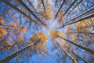 Beautiful autumn trees of pine forest in autumn season