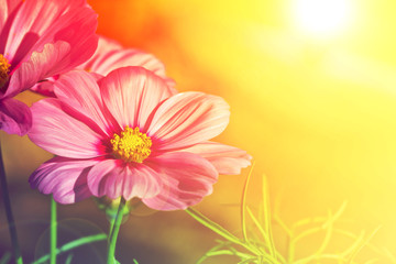 Cosmos flower in the garden