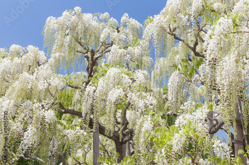 quot beauty white wisteria blooming in spring season quot stock quot beauty white wisteria blooming in spring season quot stock