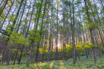 Beautiful green pine forest in spring morning