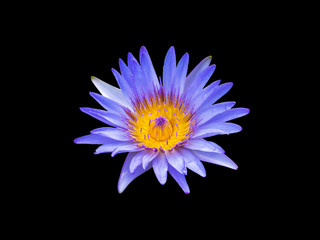 blue lotus