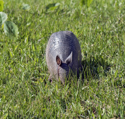 Armadillo searching for food in the field