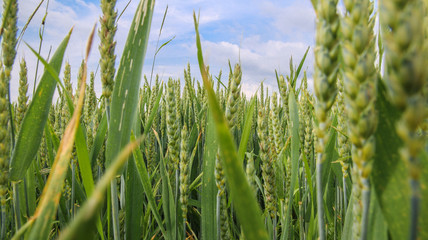 Im Getreidelabyrinth