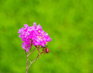 crape myrtle