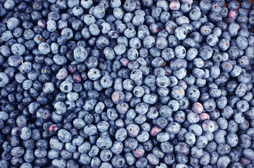 blueberry background