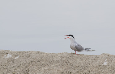 Obraz premium Common Tern