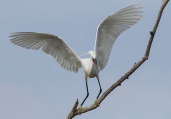 Little Egret
