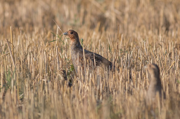 Grey partridge