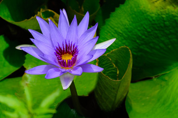 Purple water lily Nymphaea “Director T. Moore”  lilac single © jwjarrett