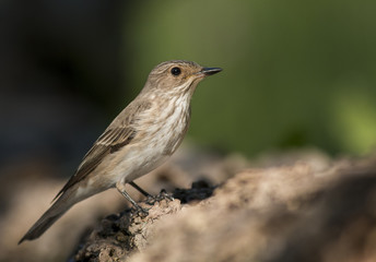 Spotted flycatcher