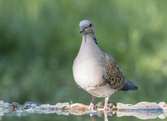 Turtle Dove