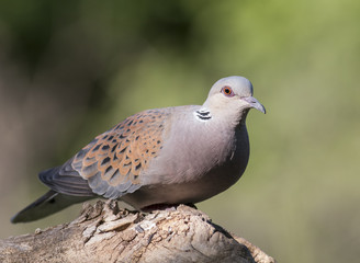 Turtle Dove