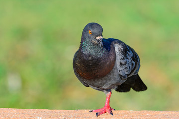 Pigeon talking as it stands on one leg on a fence